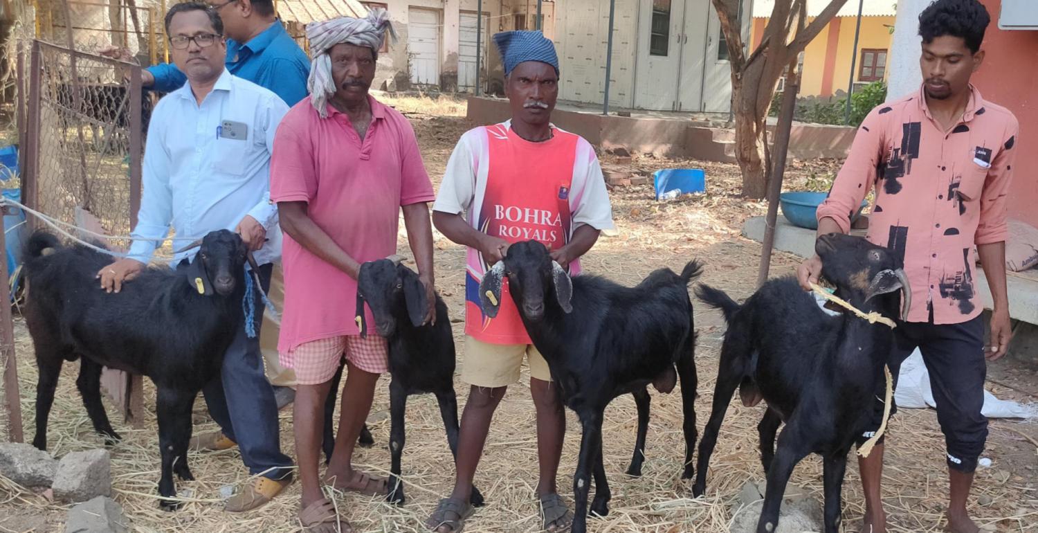 osmanabadi buck unit 